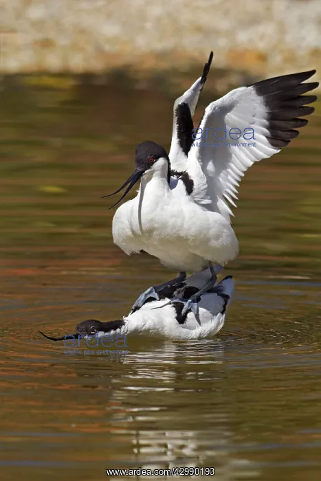 : Avocets (Recurvirostra avosetta). about to mate with the male standing : Avocets (Recurvirostra avosetta). about to mate with the male standing