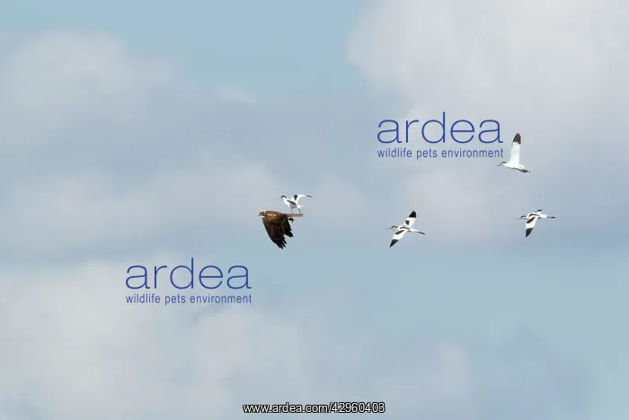 : Avocets - mobbing Marsh Harrier (Circus aeruginosus) : Avocets - mobbing Marsh Harrier (Circus aeruginosus)