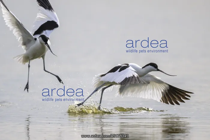 : Avocets (Recurvirostra avosetta) landing dynamically on the water : Avocets (Recurvirostra avosetta) landing dynamically on the water