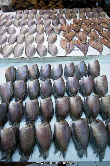 : Aw Taw Kaw market dried fish : Aw Taw Kaw market dried fish