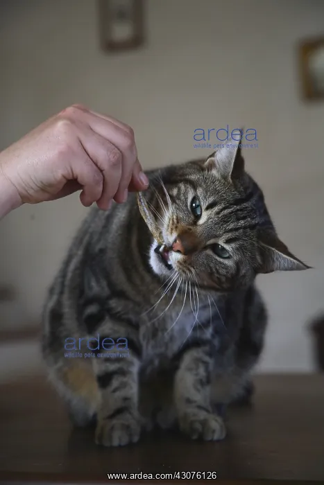 : Award given to a cat : Award given to a cat