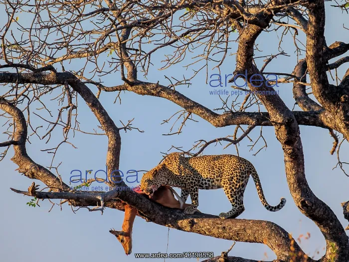 : Awesome leopard (Panthera pardus) in a tree with : Awesome leopard (Panthera pardus) in a tree with