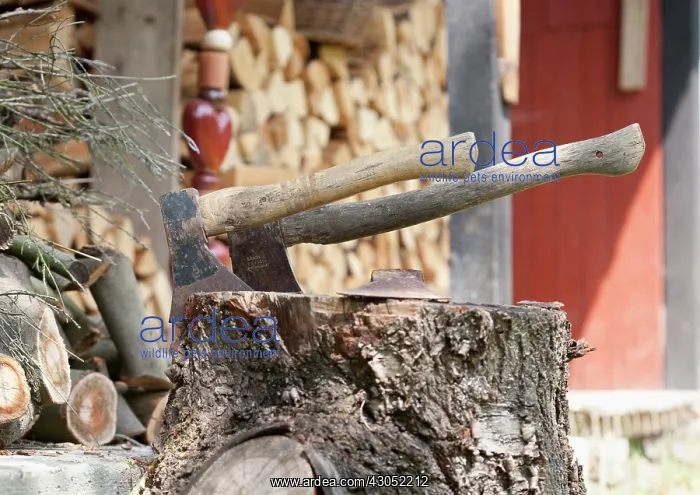 : Axe in wood : Axe in wood