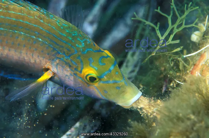 : Axillary wrasse (Symphodus mediterraneus) aspiring : Axillary wrasse (Symphodus mediterraneus) aspiring