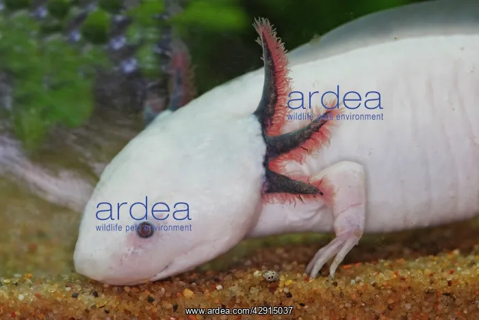 : Axolotl (Ambystoma mexicanum). Vancouver aquarium. Canada : Axolotl (Ambystoma mexicanum). Vancouver aquarium. Canada
