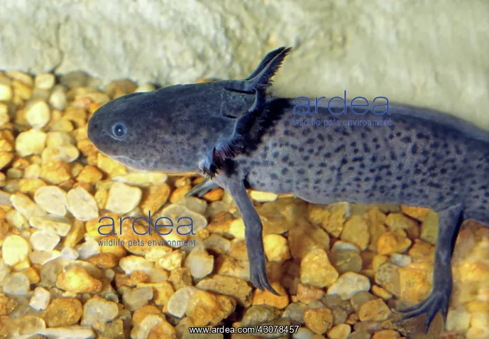 : Axolotl (Ambystoma mexicanum), a salamander that has external gills, are rare in the wild : Axolotl (Ambystoma mexicanum), a salamander that has external gills, are rare in the wild