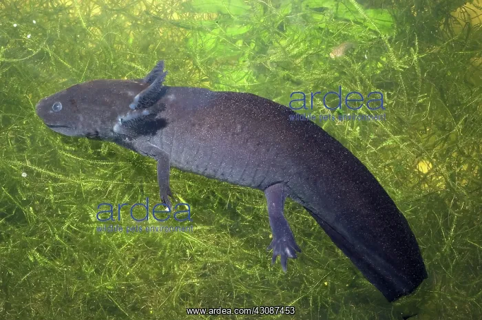 : Axolotl. The Axolotl, Ambystoma mexicanum, is an endangered species of : Axolotl. The Axolotl, Ambystoma mexicanum, is an endangered species of