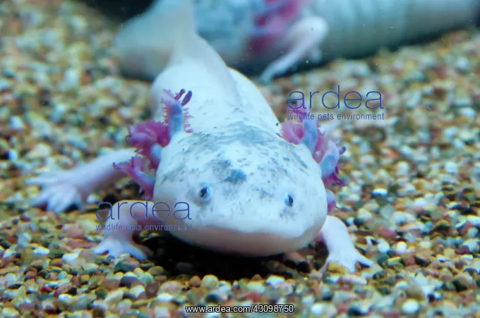 : Axolotl (Ambystoma mexicanum), a Mexican neotenic mole salamander : Axolotl (Ambystoma mexicanum), a Mexican neotenic mole salamander