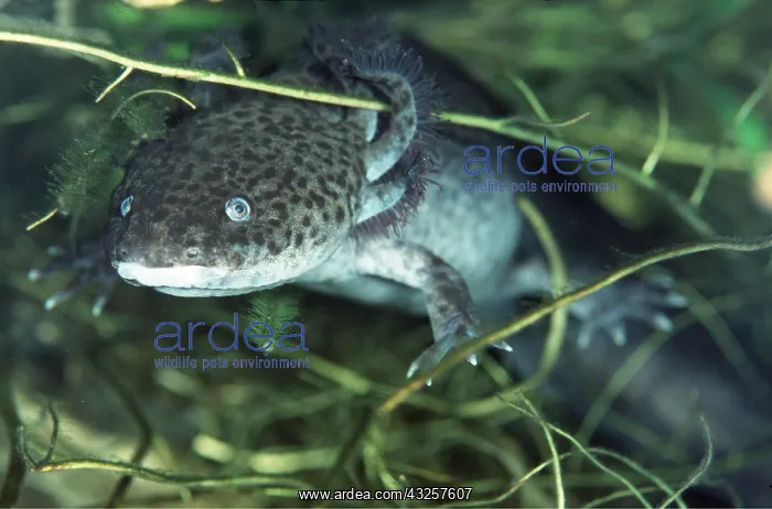 : AXOLOTL : AXOLOTL