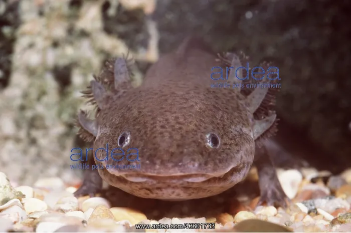 : AXOLOTL : AXOLOTL