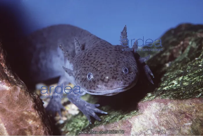 : AXOLOTL : AXOLOTL