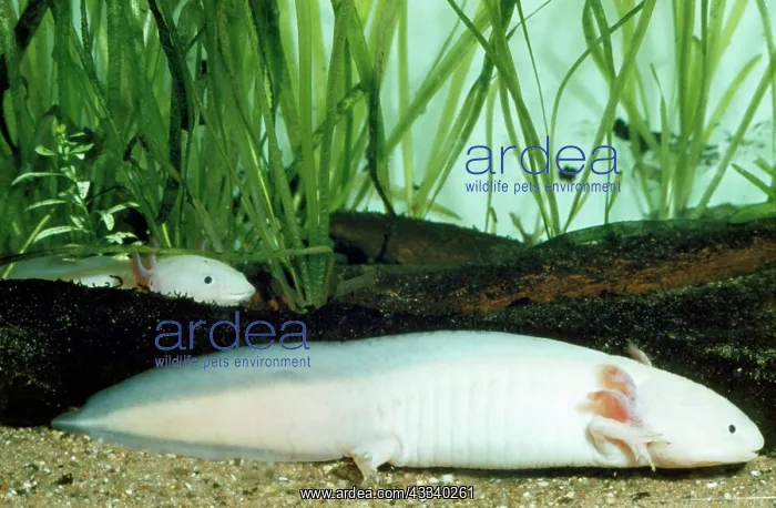 : Axolotl (Siredon mexicanum) : Axolotl (Siredon mexicanum)