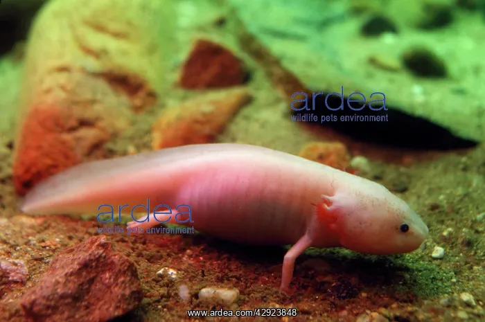 : Axolotl - albino specimen : Axolotl - albino specimen