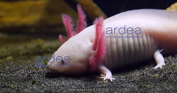 : Axolotl (ambystoma mexicanum) : Axolotl (ambystoma mexicanum)