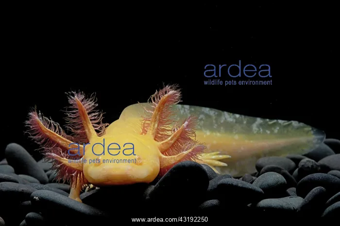 : Axolotl (Ambystoma mexicanum) on black background : Axolotl (Ambystoma mexicanum) on black background