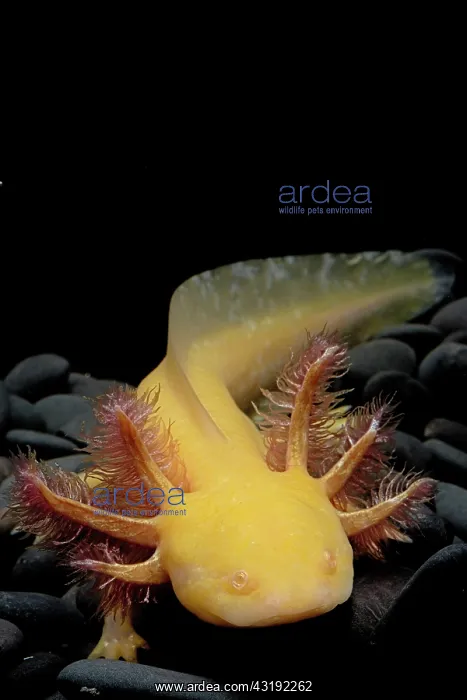  : Axolotl (Ambystoma mexicanum) on black background
