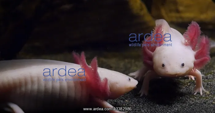 : Axolotl (ambystoma mexicanum), Pair : Axolotl (ambystoma mexicanum), Pair