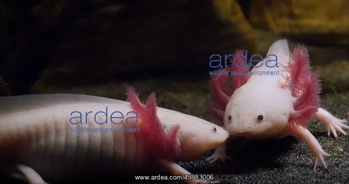 : Axolotl (ambystoma mexicanum), Pair : Axolotl (ambystoma mexicanum), Pair