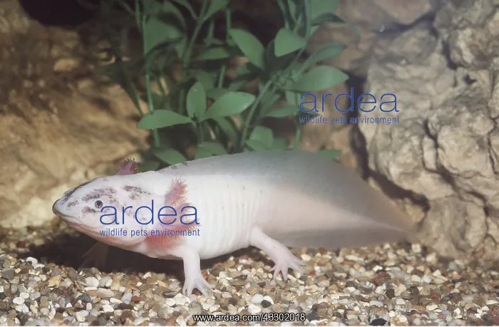 : AXOLOTL - FULL BODY : AXOLOTL - FULL BODY
