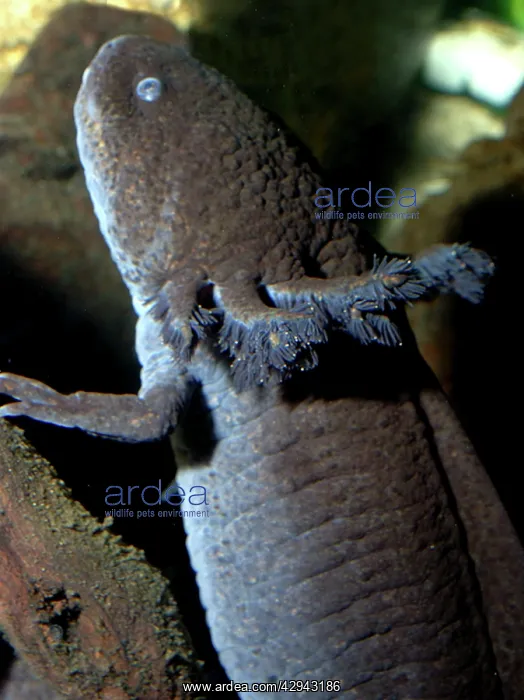 : Axolotl: brown form of neotenous larva : Axolotl: brown form of neotenous larva