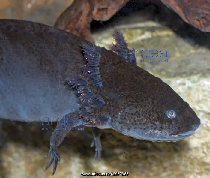 : Axolotl - larval form : Axolotl - larval form