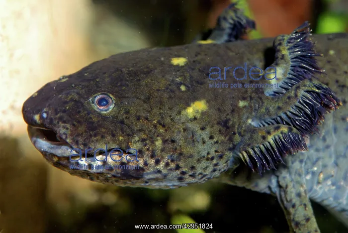 : Axolotl - neotenous larva with external gills : Axolotl - neotenous larva with external gills