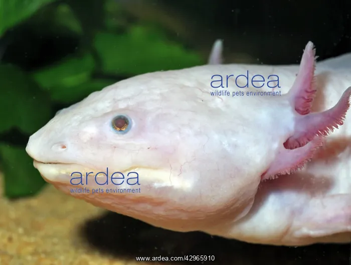 : Axolotl - neotenous larval form showing external gills : Axolotl - neotenous larval form showing external gills