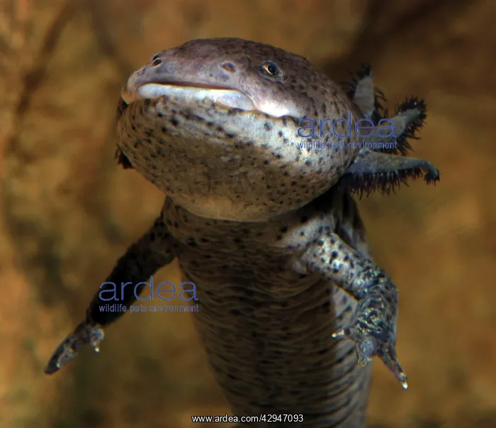 : Axolotl - neotenous larval form, shows external : Axolotl - neotenous larval form, shows external