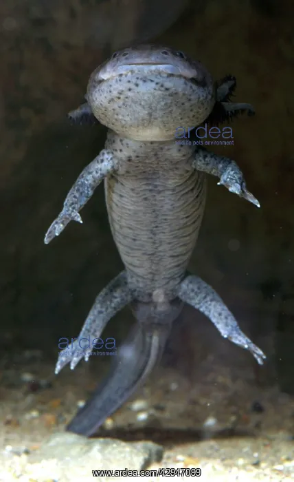 : Axolotl - neotenous larval form, shows external : Axolotl - neotenous larval form, shows external