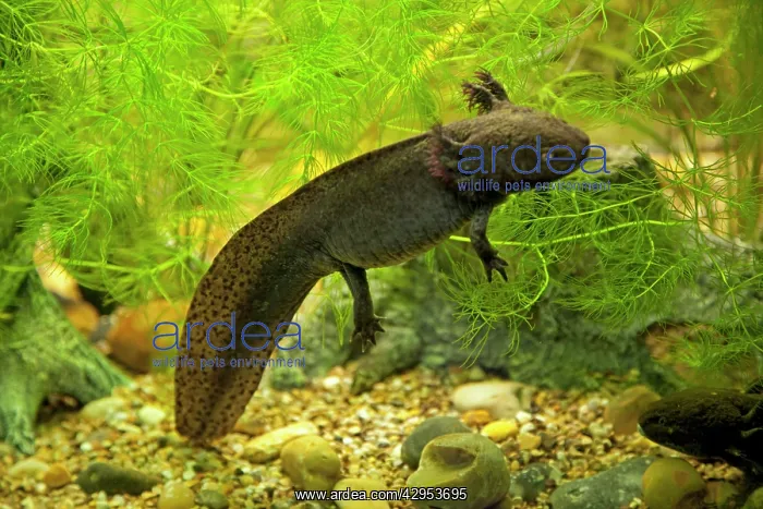 : Axolotl - swimming in aquarium
