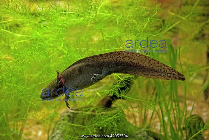  : Axolotl - swimming in aquarium