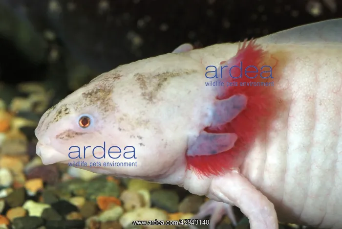 : Axolotl: white form of neotenous larva : Axolotl: white form of neotenous larva