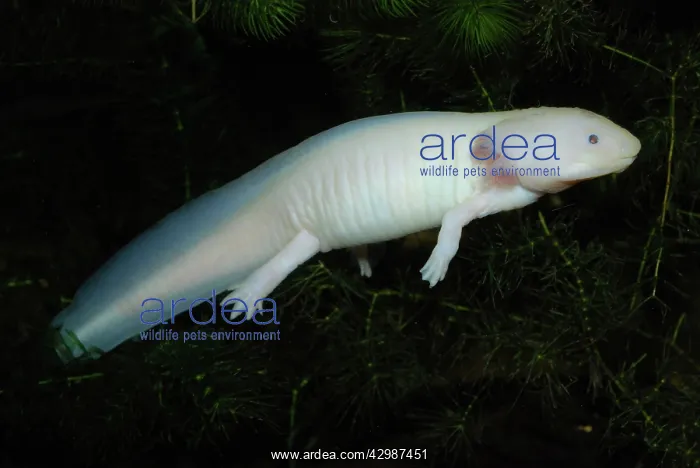 : Axolotl. white neotenous larva showing external : Axolotl. white neotenous larva showing external