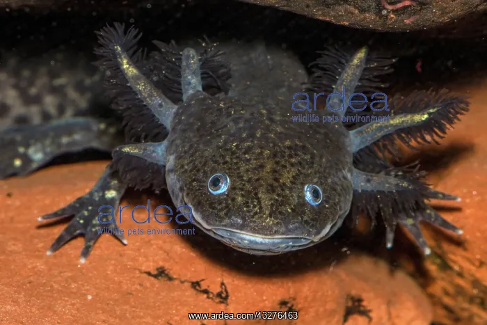 : Axolotyl, Ambystoma mexicanum, endangered species : Axolotyl, Ambystoma mexicanum, endangered species