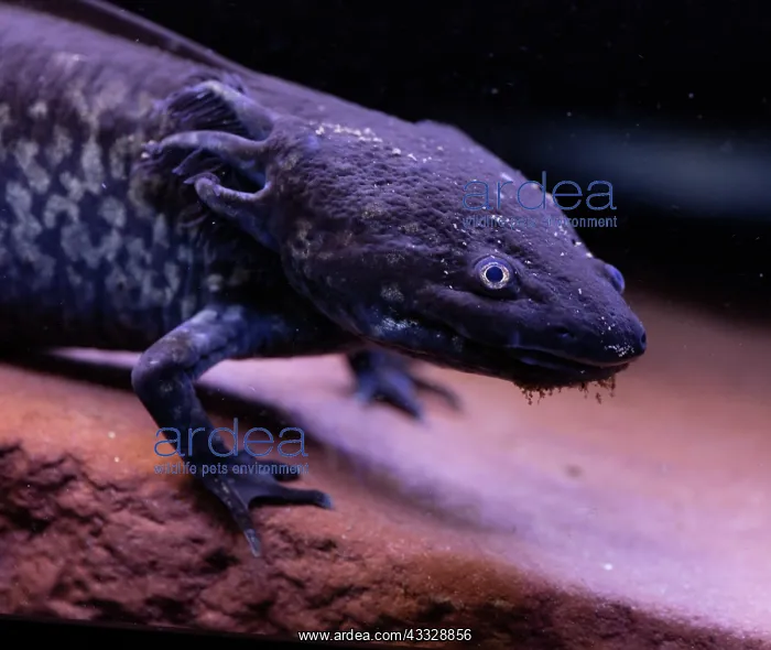 : Axolotyl, Ambystoma mexicanum, endangered species : Axolotyl, Ambystoma mexicanum, endangered species