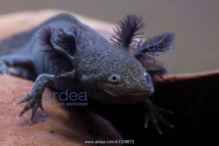 : Axolotyl, Ambystoma mexicanum, endangered species : Axolotyl, Ambystoma mexicanum, endangered species