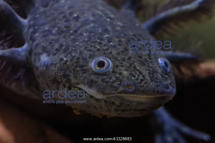 : Axolotyl, Ambystoma mexicanum, endangered species : Axolotyl, Ambystoma mexicanum, endangered species