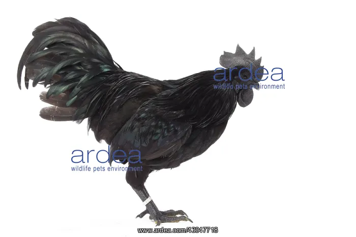  : Ayam Cemani Chicken Cockerel  /  Rooster