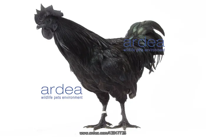  : Ayam Cemani Chicken Cockerel  /  Rooster