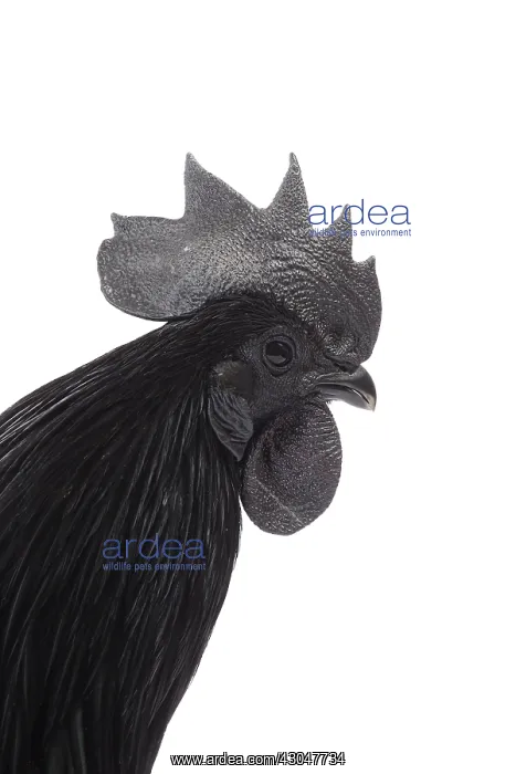  : Ayam Cemani Chicken Cockerel  /  Rooster