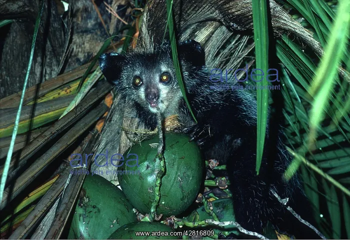 : AYE-AYE : AYE-AYE