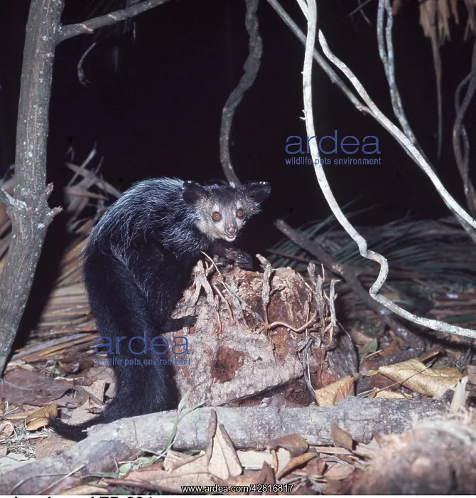 : AYE-AYE : AYE-AYE