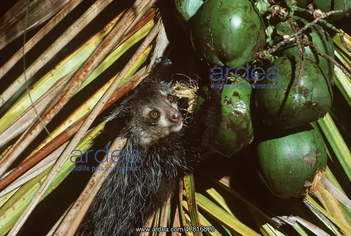 : AYE-AYE : AYE-AYE