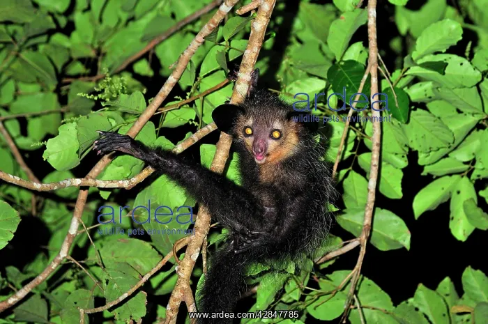 : Aye-aye (Daubentonia madagascariensis). Mananara - Eastern Madagascar : Aye-aye (Daubentonia madagascariensis). Mananara - Eastern Madagascar