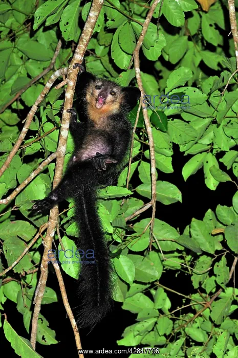 : Aye-aye (Daubentonia madagascariensis). Mananara - Eastern Madagascar : Aye-aye (Daubentonia madagascariensis). Mananara - Eastern Madagascar