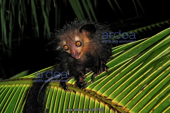 : Aye-aye (Daubentonia madagascariensis). Mananara - Eastern Madagascar : Aye-aye (Daubentonia madagascariensis). Mananara - Eastern Madagascar