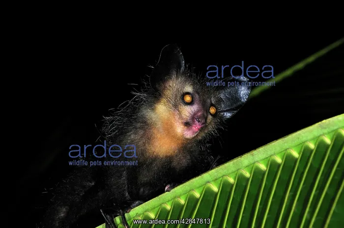 : Aye-aye (Daubentonia madagascariensis). Mananara - Eastern Madagascar : Aye-aye (Daubentonia madagascariensis). Mananara - Eastern Madagascar