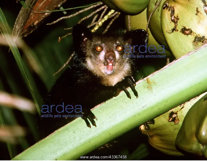 : Aye-aye : Aye-aye