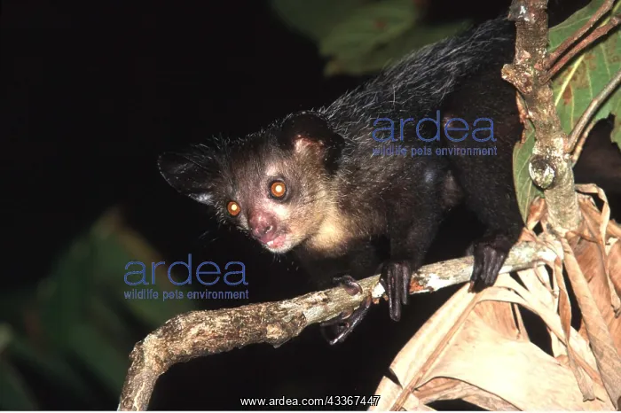 : AYE-AYE - on branch : AYE-AYE - on branch