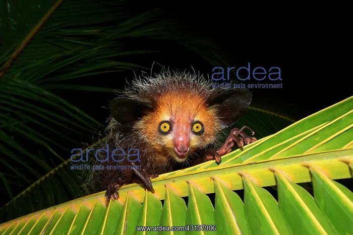 : Aye-Aye (Daubentonia madagascariensis) on a palm : Aye-Aye (Daubentonia madagascariensis) on a palm